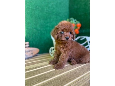 Toy poodle bebeklerimiz referans yavru
