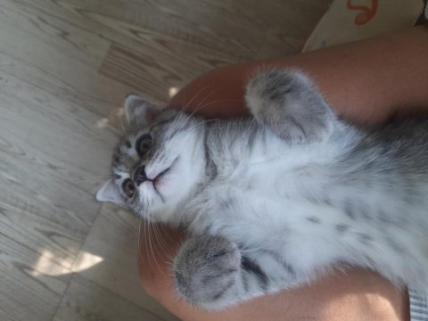 Bayram şekerleri scottish fold kediler