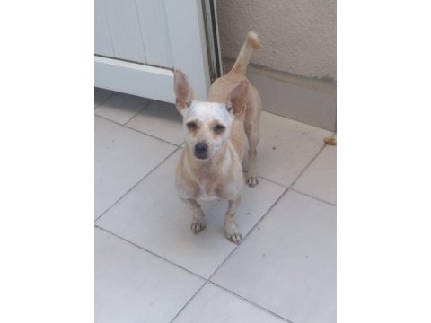 Aşı ve yemek masraflarına verilecek chihuahua