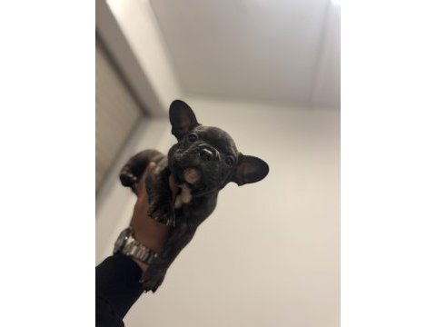 Sütten kesilmiş saf kanlı french bulldog