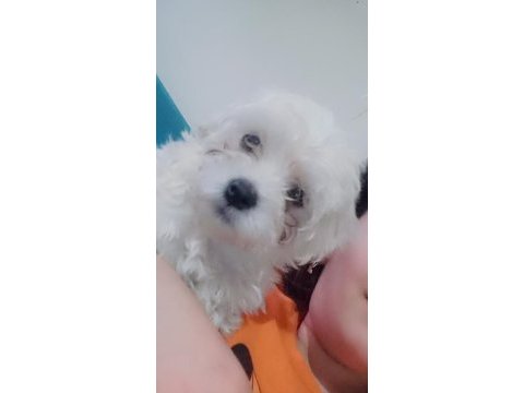 Yaramaz maltese çocuk linda