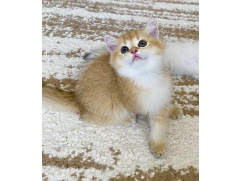 Safkan british shorthair chocolate golden erkek
