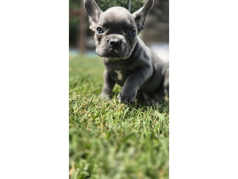 Blue french bulldog yavruları 