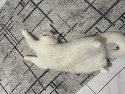 8 aylık dişi safkan exotic iran kedisi