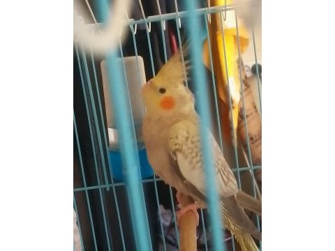 Satılık sultan papağanı dişi 9 aylık