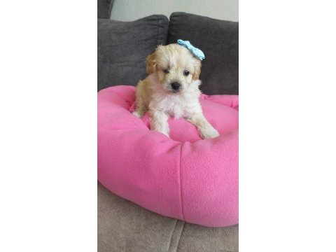 2 aylık erkek köpeğimiz