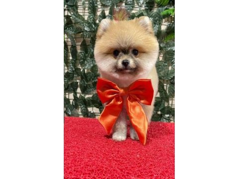 Pomeranian boo 2 aylık