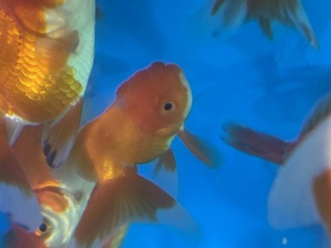 Bebek yüz oranda