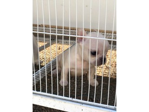 Krem 2 adet dişi french bulldog