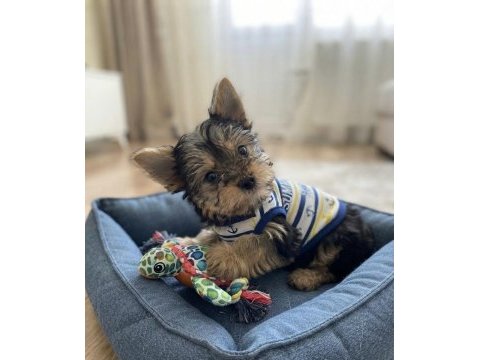 Çok uyguna yorkshire terrier