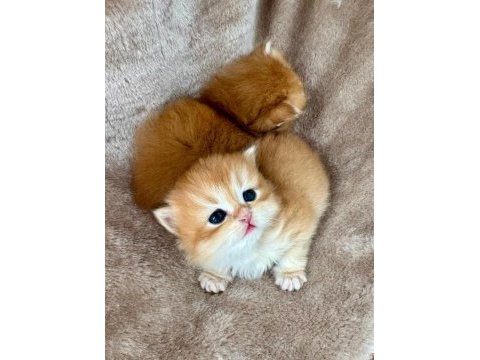 Golden british longhair