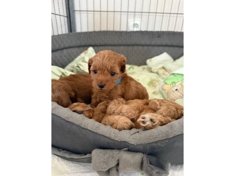 Maltipoo köpeklerimiz