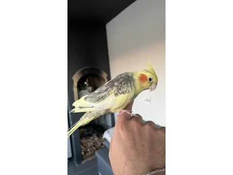5 aylık ele alışkın sultan papağanı kafes dahil