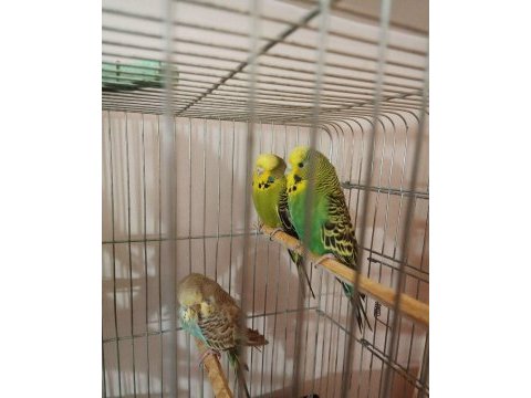 Jumbo ve yerli muhabbet kuşu