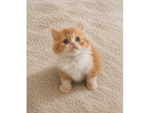 Mükemmel british longhair red red bicolor yavrular