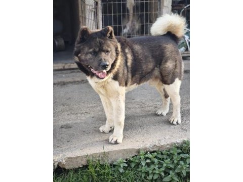 Orjinal amerikan akita yavrular