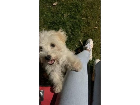 Maltese terrier 2 buçuk yaşında