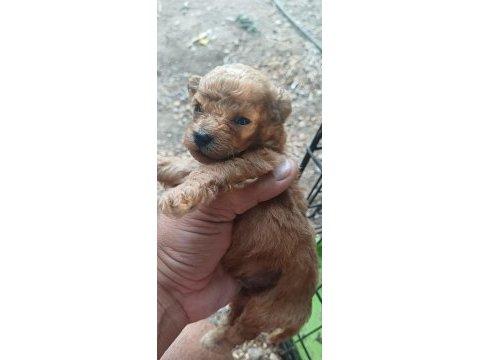 Maltipoo bebeklerimiz