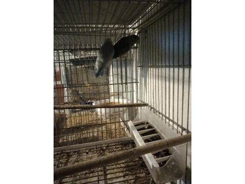 Bebek forpus papağanı vardır
