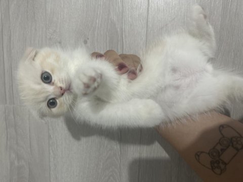 Kırık kulak scottish fold
