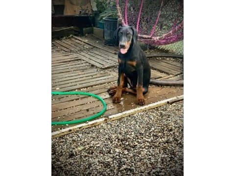 A clas fcı kıf şecere son doberman yavrular