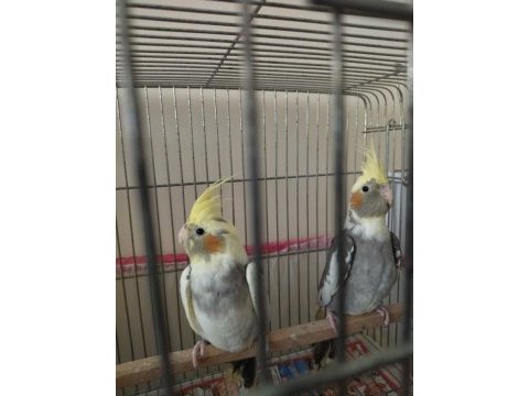 1 yaşında sultan papağanı çift