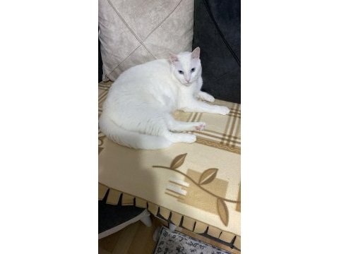 Bu melek kediyi ücretsiz sahiplendirmek istiyoruz