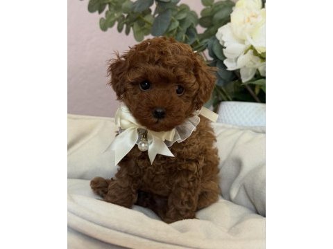Red brown toy poodle bebekler