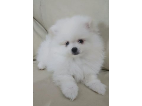 Beyaz pomeranian boo erkek 2,5 aylık