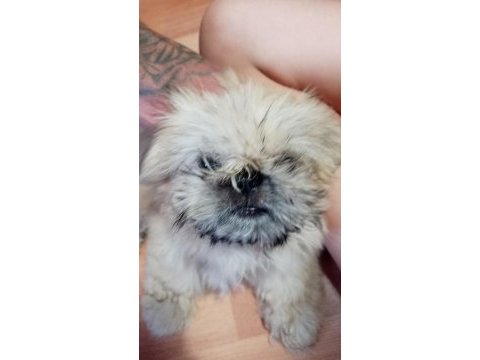 Minik kızımıza yuva arıyoruz shih tzu