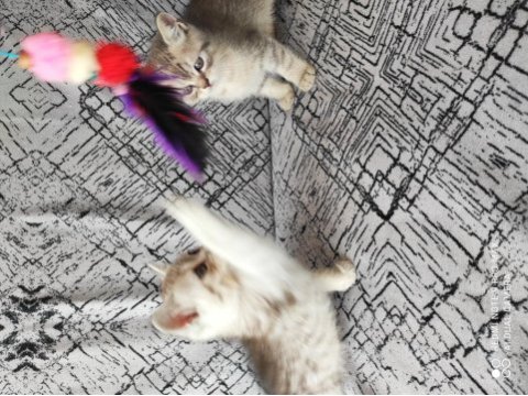 2 adet british shorthair silver grey yavru 45 günlük