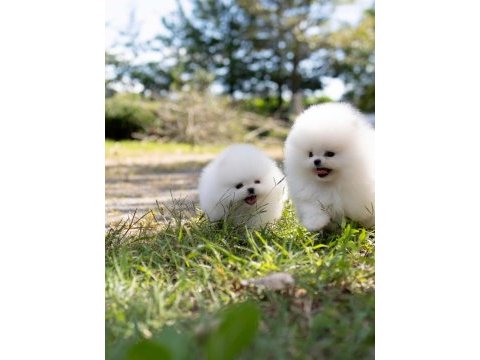 Pomeranian boo mini ayıcık yavrularımız