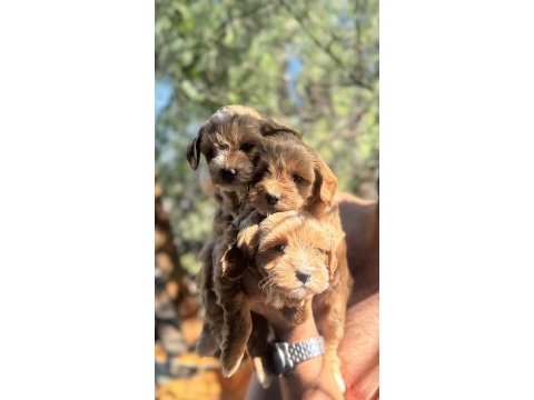 Maltipoo yavrularımız yeni yuvasını arıyor