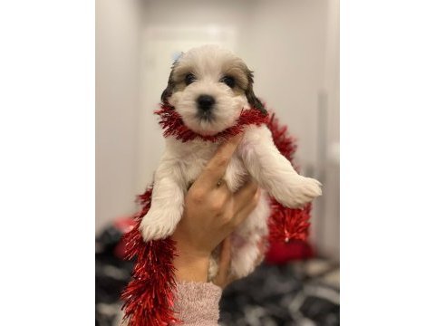En güzel morkie bebekleri