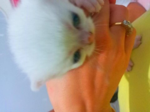 Beş kuşak secereli british shorthair bebekleri