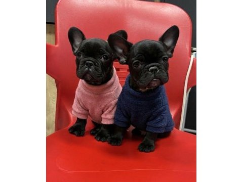Üst kalite siyah inci french bulldog yavrular