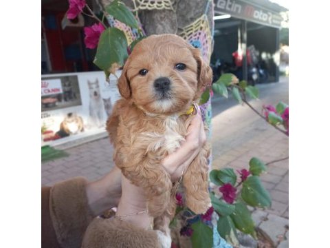 A kalite maltipoo dişi erkek mevcut