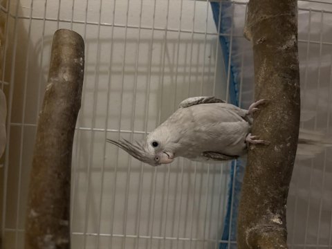 Wf cinnemon pearl dişi sultan papağanı