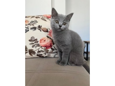 Scottish fold ve british shorthair yavrular