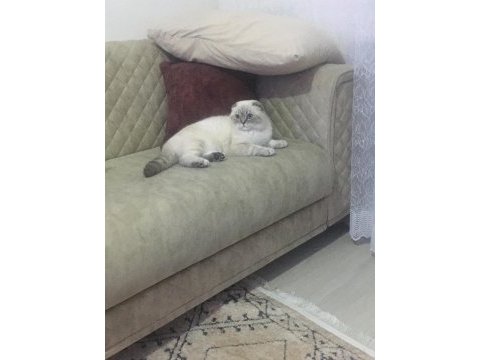 3 yaşında scottish fold 3 gün önce çiftleştirdim