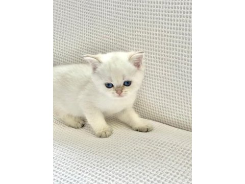 Beyaz prens mavi boncuk gözlü safkan british shorthair