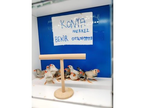 Hint bülbülü konya