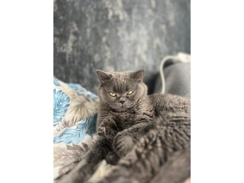 Sakin yapılı ve sevecen kedimiz şila için ömürlük yuva