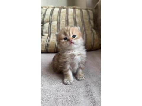 Anne ve baba şecereli olan ırkının çok güzel örneği kedimiz