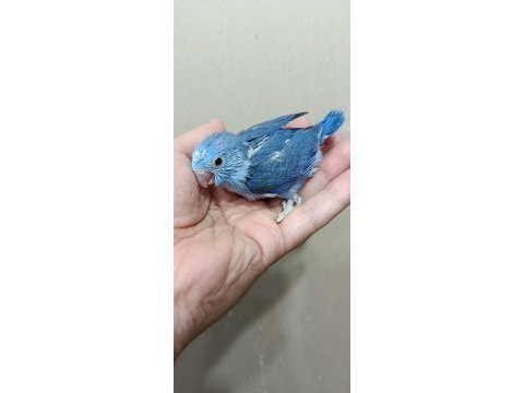 Mavi boncuk erkek cep papağanı forpuslar