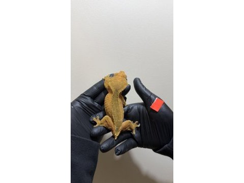 Crested geckolar