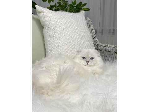 Özel scottish fold longhair erkek