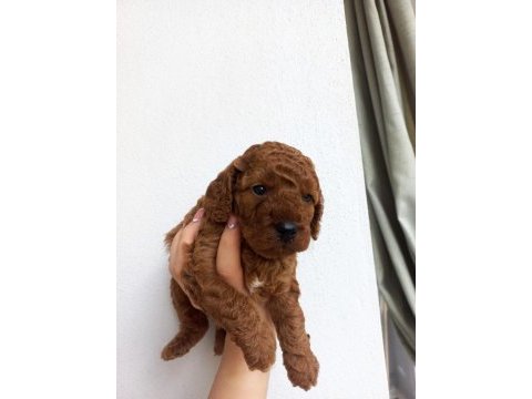 Kore kan poodle sahiplendirme