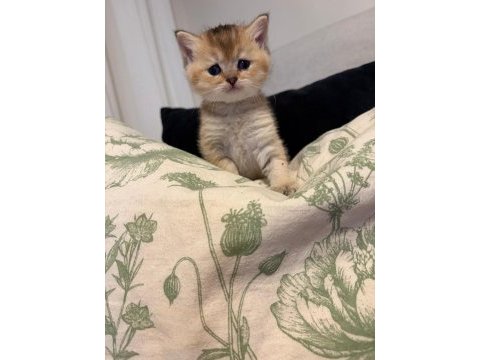 Yavru british shorthair ve scottish shorthair kedilerimiz