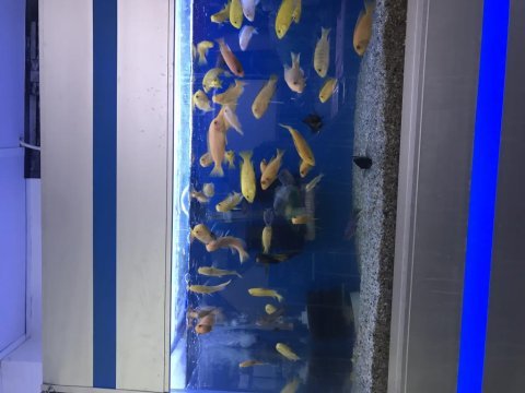 5-15 cm arası ciklet balıklarımız
